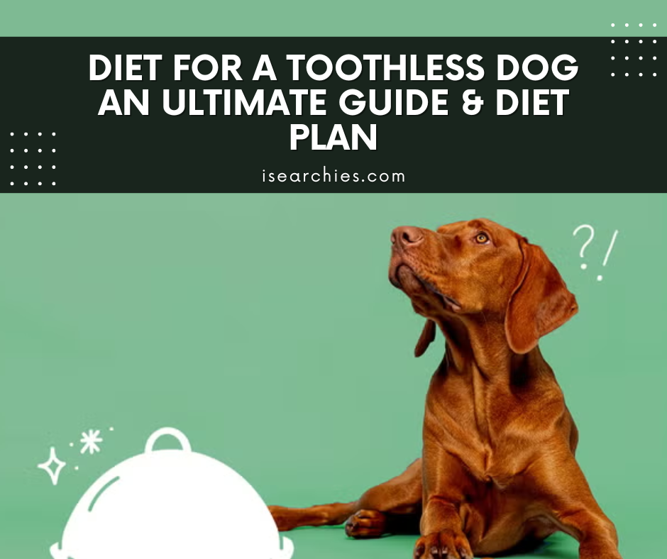 Diet for a Toothless Dog An Ultimate Guide & Diet Plan